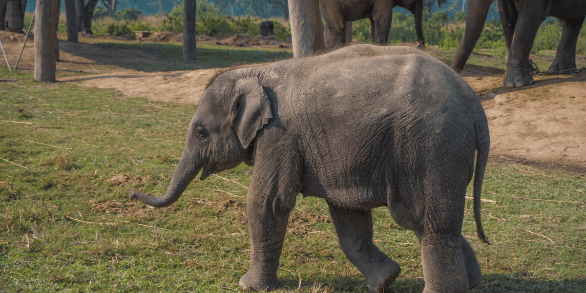 Baby Elephant Image